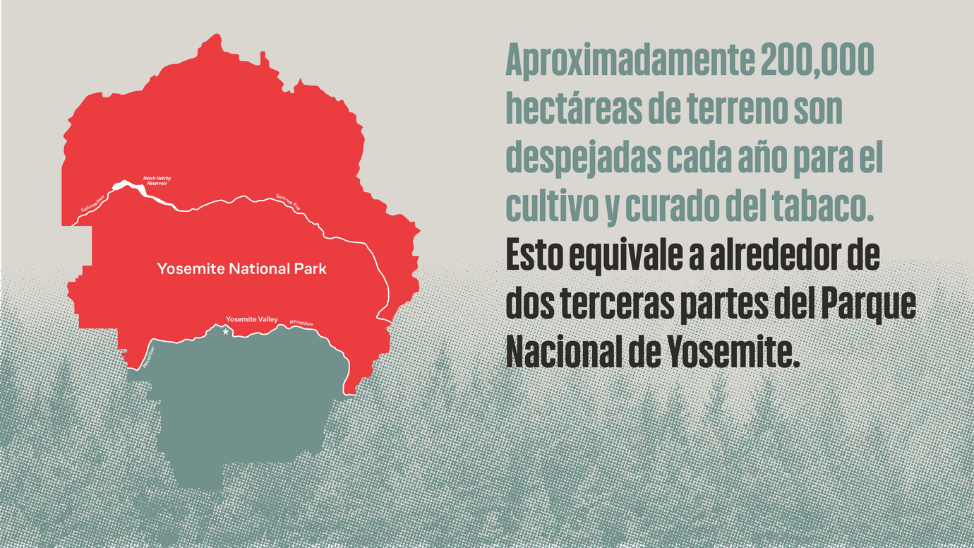 infografía de terrenos despejados para el cultivo y curado del tabaco.