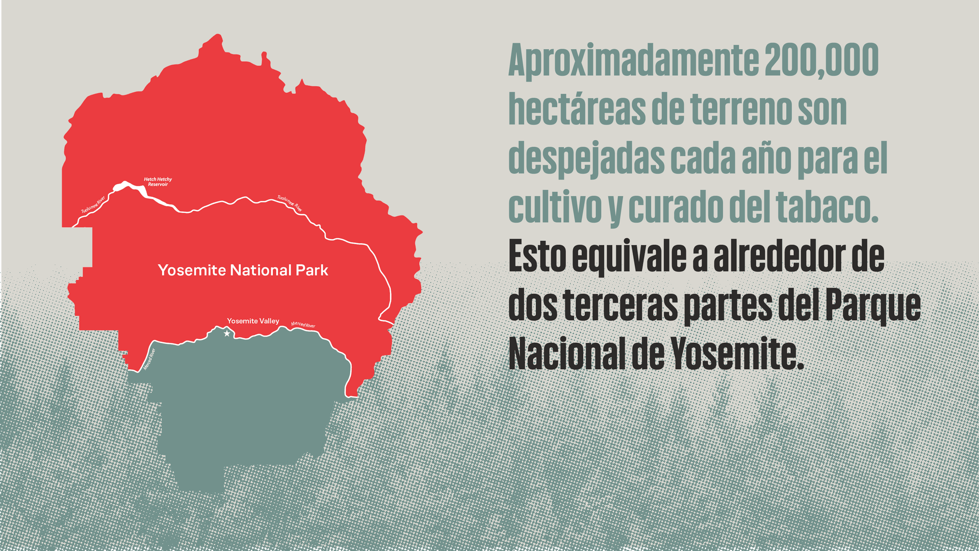 infografía de terrenos despejados para el cultivo y curado del tabaco.