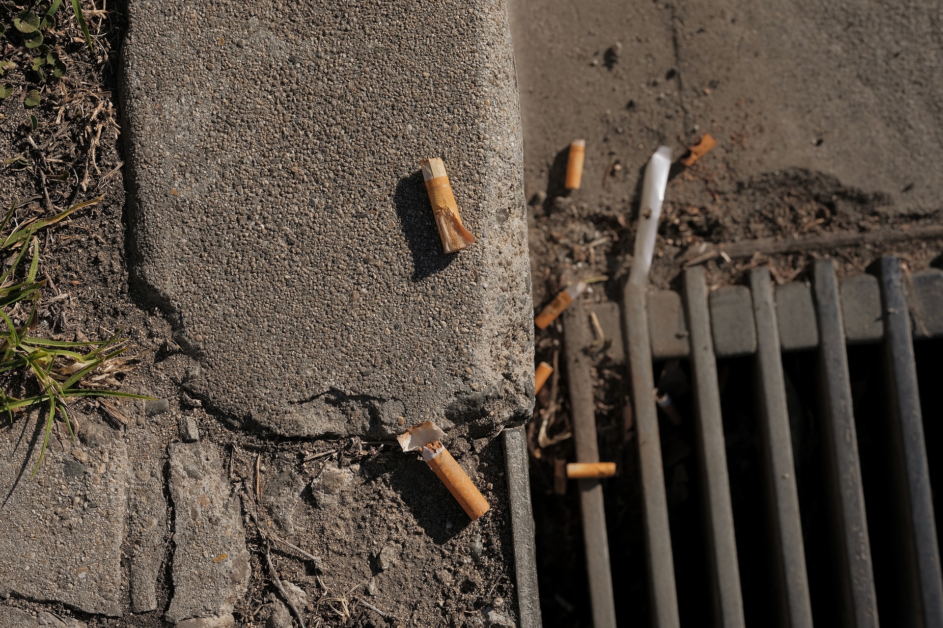 Discarded cigarette butts on a sidewalk, about to fall into a storm drain to pollute the water with toxic waste