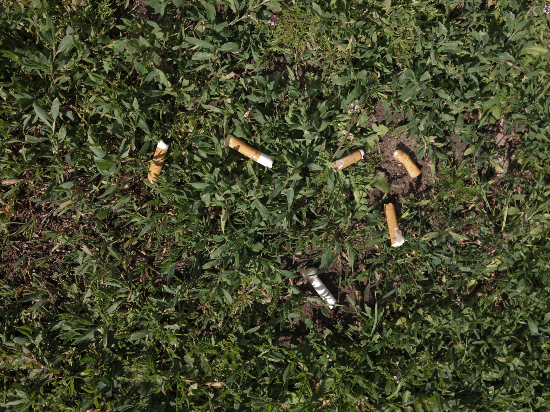 Discarded cigarette butts create tobacco waste in a patch of grass