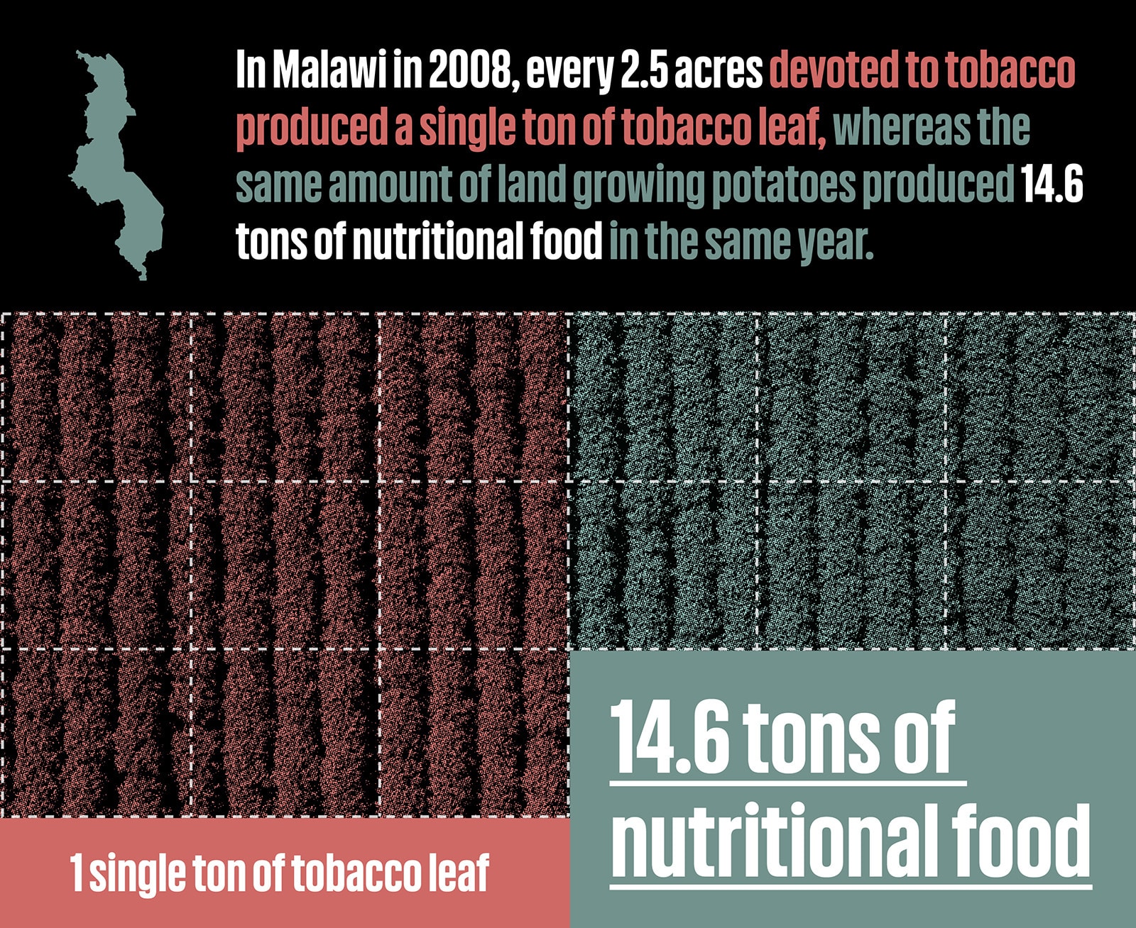 Infographic showing that tobacco farming wastes valuable agricultural land. The caption reads: In Malawi in 2008, every 2.5 acres devoted to tobacco produced a single ton of tobacco leaf, whereas the same amount of land growing potatoes produced 14.6 tons of nutritional food in the same year.