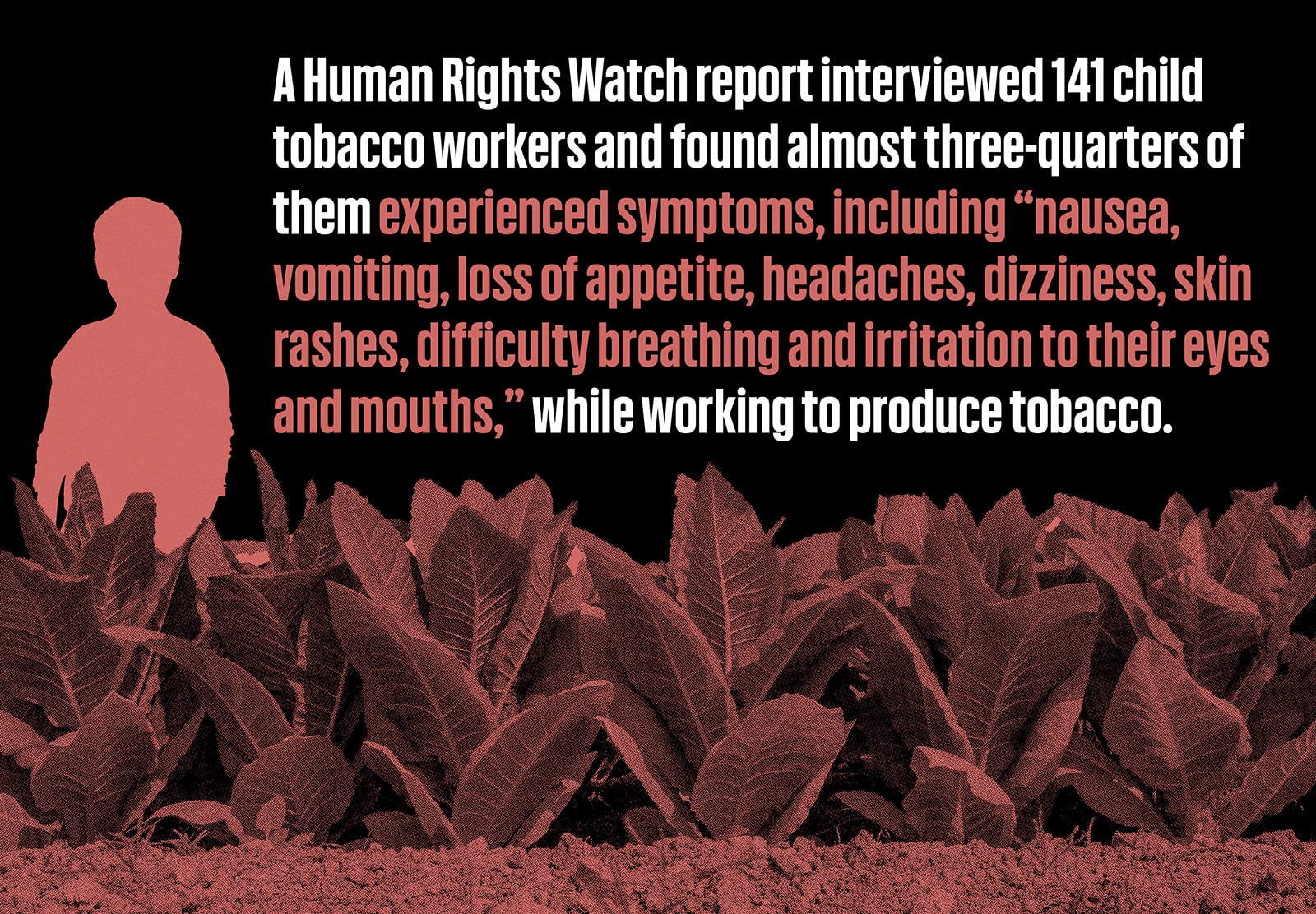 A graphic showing tobacco plants being farmed, with a caption that reads: A Human Rights Watch report interviewed 141 child tobacco workers and found almost three-quarters of them experienced symptoms including "nausea, vomiting, loss of appetite, headaches, dizziness, skin rashes, difficulty breathing, and irritation to their eyes and mouths" while working to produce tobacco.