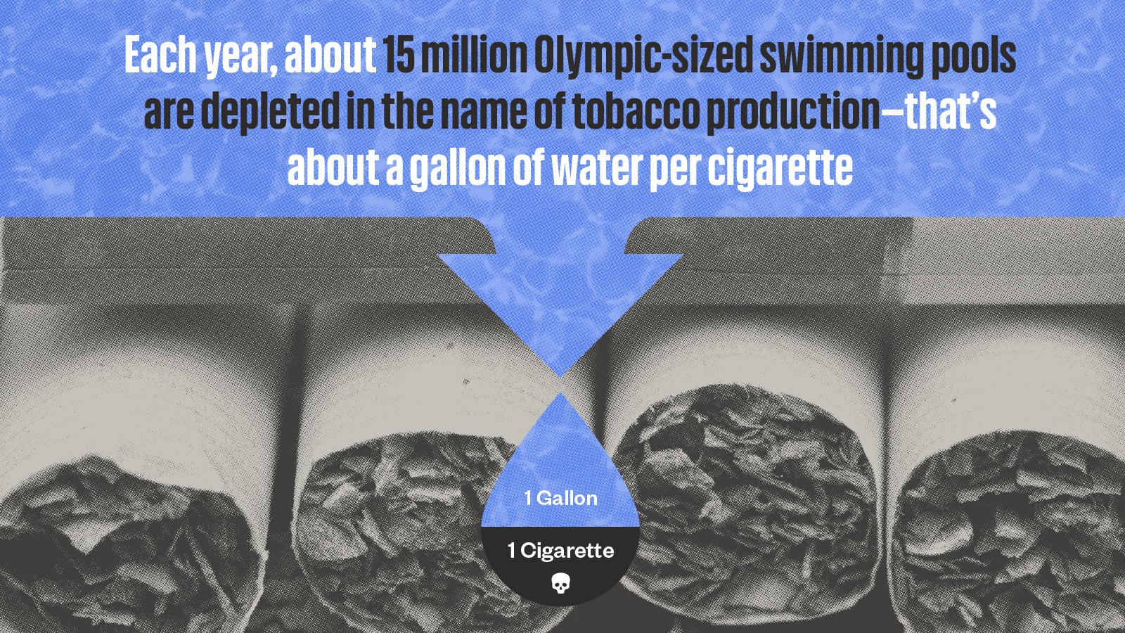 Infographic showing an extreme close-up of the tobacco packed into the ends of cigarettes. The caption reads: Each year, about 15 million Olympic-sized swimming pools are depleted in the name of tobacco production - that's about a gallon of water per cigarette.