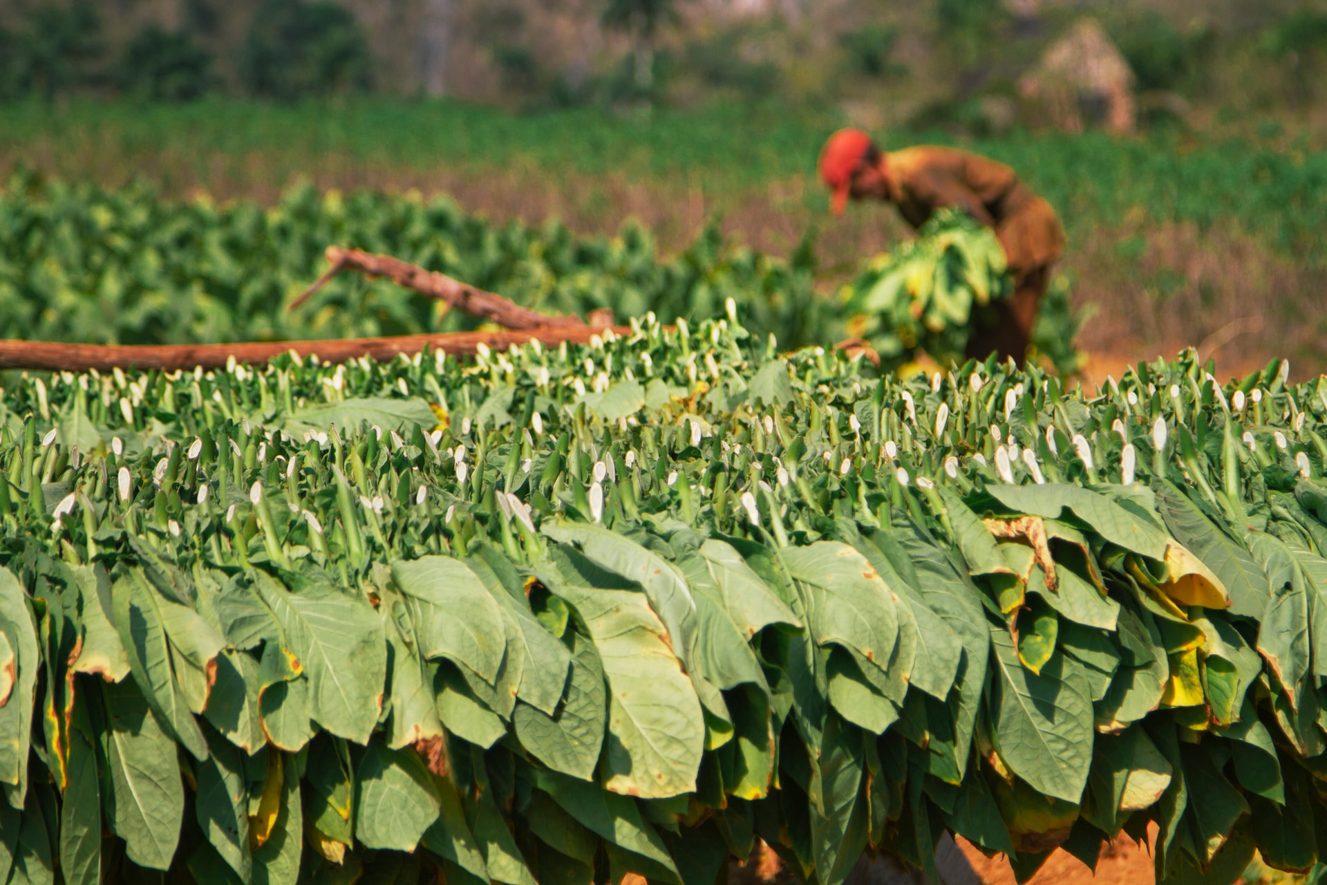 A person engaged in tobacco farming in a tobacco field