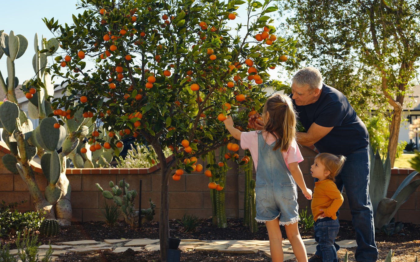Familia recogiendo naranjas de un árbol