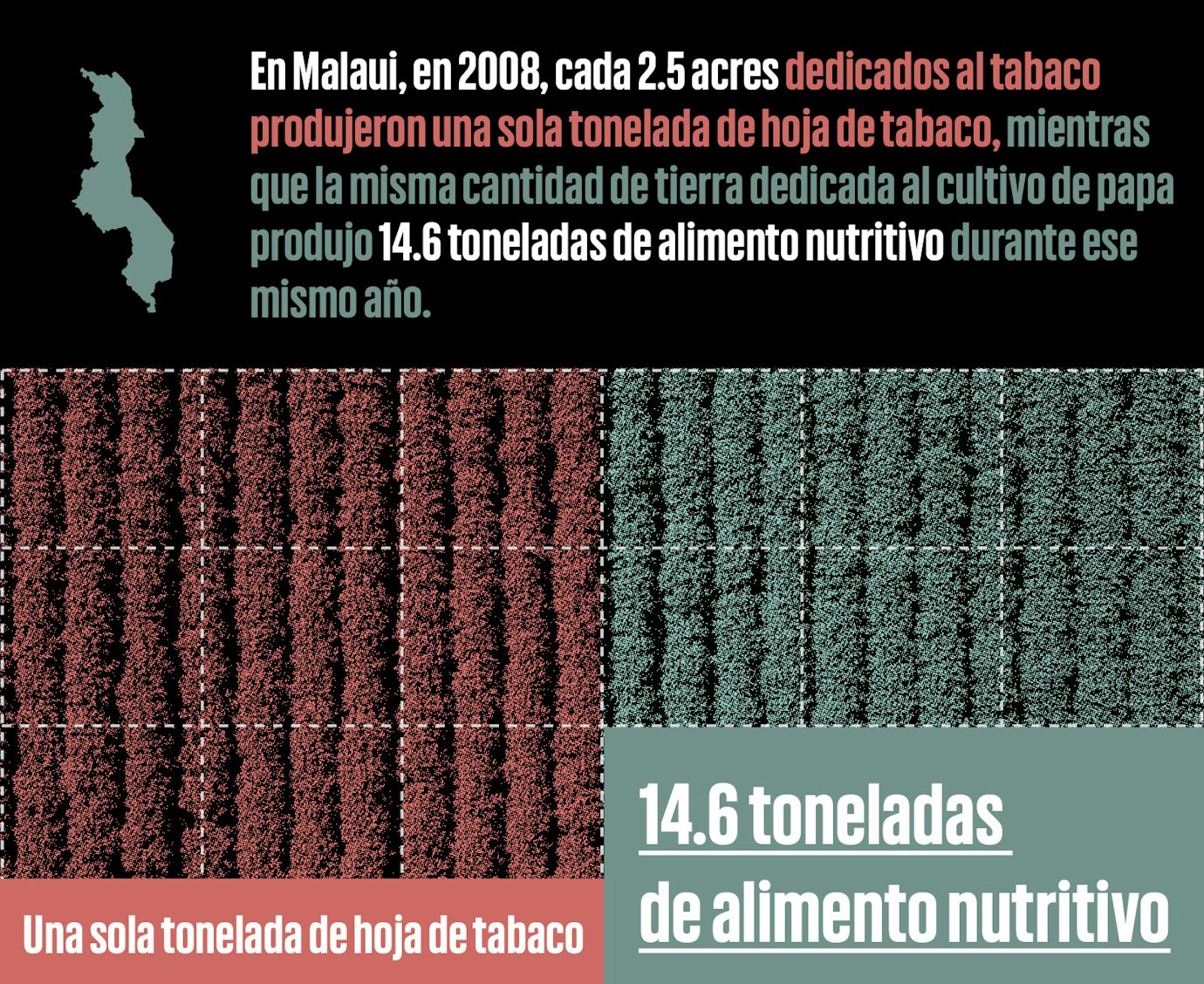 Infografía comparando el uso de terreno para el cultivo del tabaco a el cultivo de papa