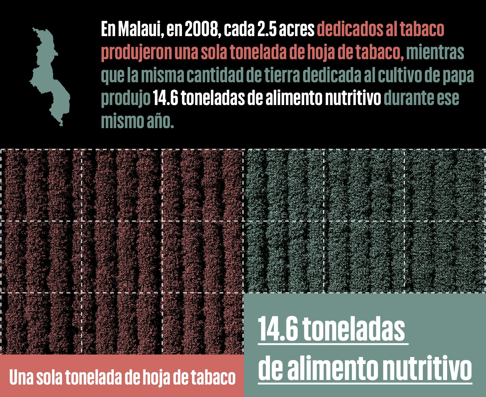 Infografía comparando el uso de terreno para el cultivo del tabaco a el cultivo de papa