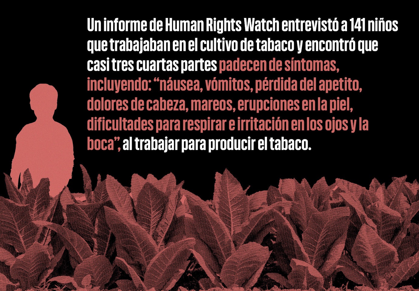 Infografía de los trabajadores de tabaco y los síntomas del cultivo del tabaco