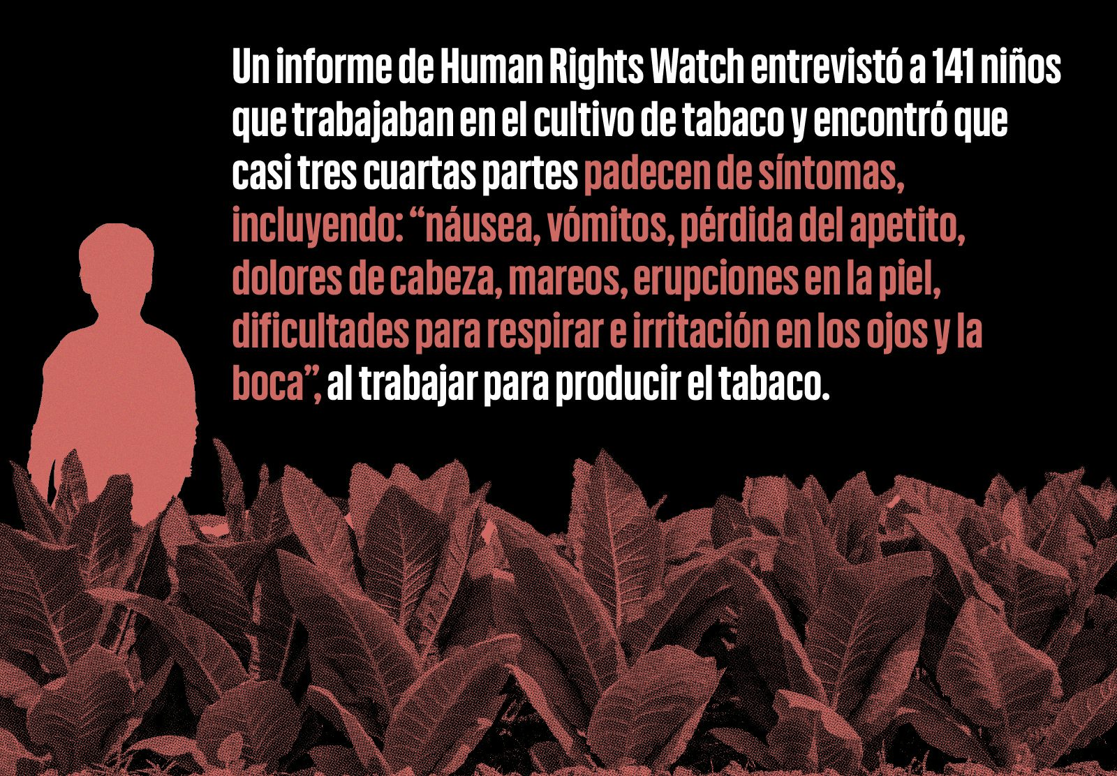 Infografía de los trabajadores de tabaco y los síntomas del cultivo del tabaco